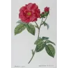 French Rose (*Rosa gallica*) / Rosier de France, Original engraving by Pancrace Bessa (c.1801-1819)