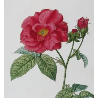 Antique Print by Pancrace Bessa – French Rose (Rosa gallica)