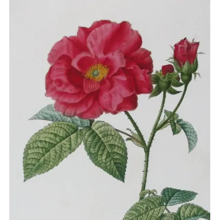 Antique Print by Pancrace Bessa – French Rose (Rosa gallica)
