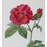 French Rose (*Rosa gallica*) / Rosier de France, Original engraving by Pancrace Bessa (c.1801-1819)