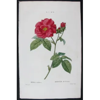 Antique Print by Pancrace Bessa – French Rose (Rosa gallica)