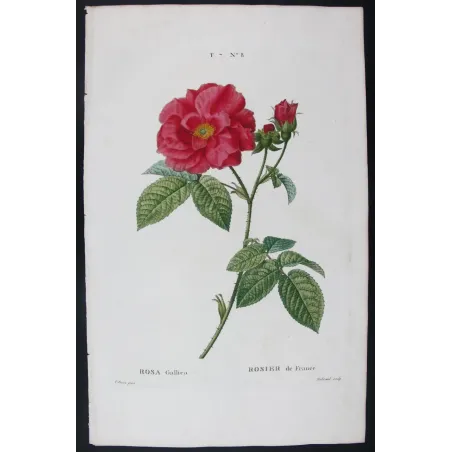 Antique Print by Pancrace Bessa – French Rose (Rosa gallica)