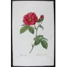 French Rose (*Rosa gallica*) / Rosier de France, Original engraving by Pancrace Bessa (c.1801-1819)