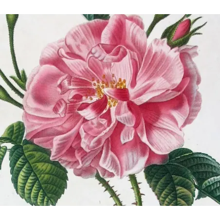 Antique Print by Pancrace Bessa – Monthly Rose (Rosa semperflorens)