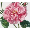 Monthly Rose (*Rosa semperflorens*) / Rosier de tous les mois , Original engraving by Pancrace Bessa (c.1801-1819)