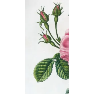 Antique Print by Pancrace Bessa – Monthly Rose (Rosa semperflorens)