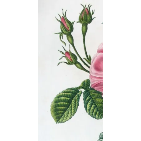 Antique Print by Pancrace Bessa – Monthly Rose (Rosa semperflorens)