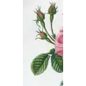 Monthly Rose (*Rosa semperflorens*) / Rosier de tous les mois , Original engraving by Pancrace Bessa (c.1801-1819)