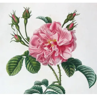 Antique Print by Pancrace Bessa – Monthly Rose (Rosa semperflorens)