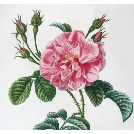 Antique Print by Pancrace Bessa – Monthly Rose (Rosa semperflorens)