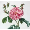 Monthly Rose (*Rosa semperflorens*) / Rosier de tous les mois , Original engraving by Pancrace Bessa (c.1801-1819)