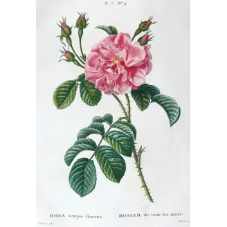 Antique Print by Pancrace Bessa – Monthly Rose (Rosa semperflorens)
