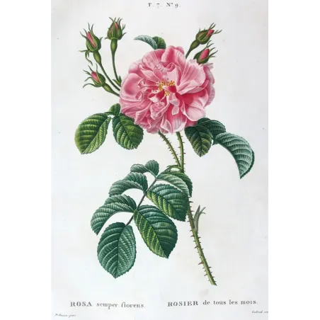 Antique Print by Pancrace Bessa – Monthly Rose (Rosa semperflorens)