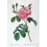 Monthly Rose (*Rosa semperflorens*) / Rosier de tous les mois , Original engraving by Pancrace Bessa (c.1801-1819)