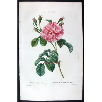 Antique Print by Pancrace Bessa – Monthly Rose (Rosa semperflorens)