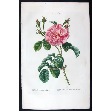 Antique Print by Pancrace Bessa – Monthly Rose (Rosa semperflorens)