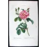 Monthly Rose (*Rosa semperflorens*) / Rosier de tous les mois , Original engraving by Pancrace Bessa (c.1801-1819)