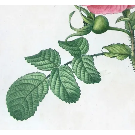 Antique Print by Pancrace Bessa – Kamchatka Rose (Rosa rubrifolia & Rosa kamtschatica)