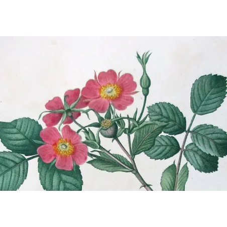 Antique Print by Pancrace Bessa – Kamchatka Rose (Rosa rubrifolia & Rosa kamtschatica)