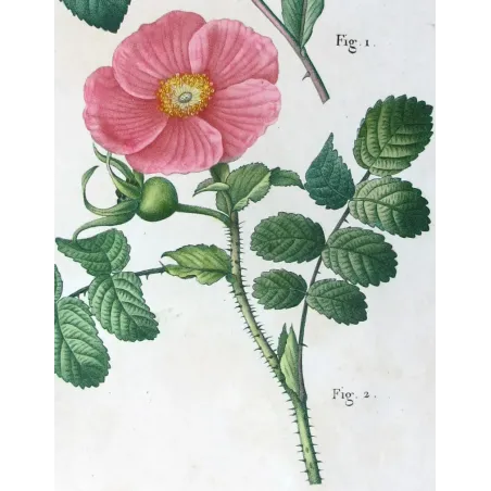 Antique Print by Pancrace Bessa – Kamchatka Rose (Rosa rubrifolia & Rosa kamtschatica)