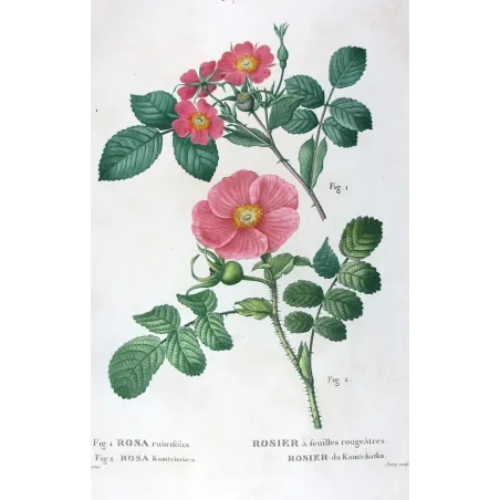 Antique Print by Pancrace Bessa – Kamchatka Rose (Rosa rubrifolia & Rosa kamtschatica)