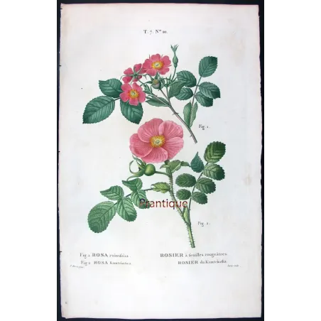 Antique Print by Pancrace Bessa – Kamchatka Rose (Rosa rubrifolia & Rosa kamtschatica)