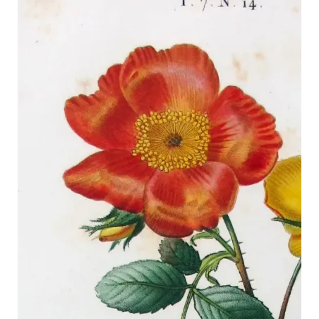 Antique Print by Pancrace Bessa – Eglantine & Berberis-leaved Rose (Rosa eglanteria & Rosa berberifolia)