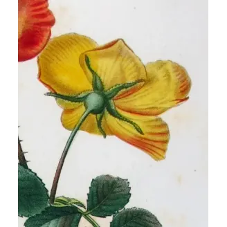 Antique Print by Pancrace Bessa – Eglantine & Berberis-leaved Rose (Rosa eglanteria & Rosa berberifolia)