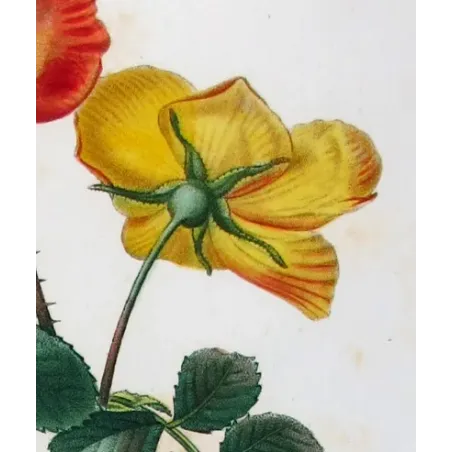 Antique Print by Pancrace Bessa – Eglantine & Berberis-leaved Rose (Rosa eglanteria & Rosa berberifolia)