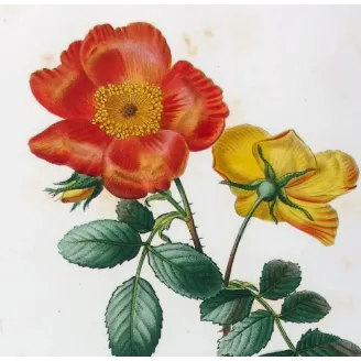 Antique Print by Pancrace Bessa – Eglantine & Berberis-leaved Rose (Rosa eglanteria & Rosa berberifolia)