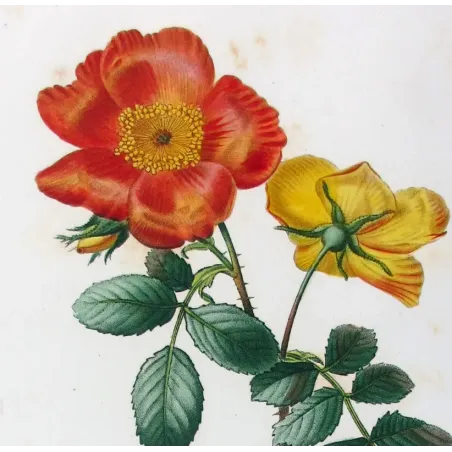 Antique Print by Pancrace Bessa – Eglantine & Berberis-leaved Rose (Rosa eglanteria & Rosa berberifolia)