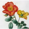 Eglantine & Berberis-leaved Rose (*Rosa eglanteria & Rosa berberifolia*) / Rosier à feuilles d'Épine-vinette-  by Bessa
