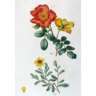 Antique Print by Pancrace Bessa – Eglantine & Berberis-leaved Rose (Rosa eglanteria & Rosa berberifolia)