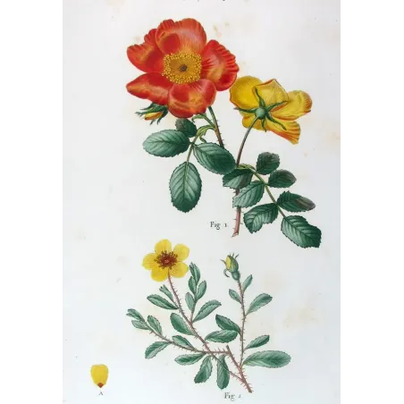 Antique Print by Pancrace Bessa – Eglantine & Berberis-leaved Rose (Rosa eglanteria & Rosa berberifolia)