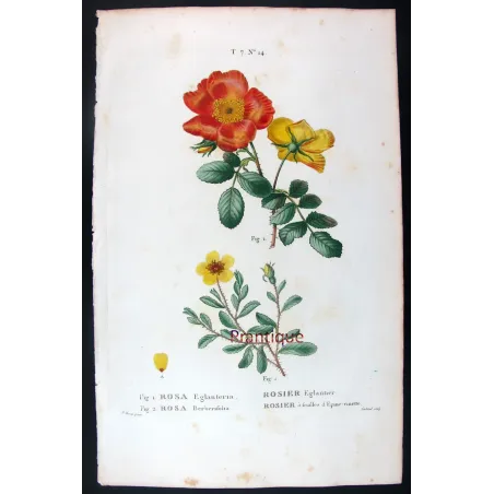 Antique Print by Pancrace Bessa – Eglantine & Berberis-leaved Rose (Rosa eglanteria & Rosa berberifolia)