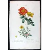 Eglantine & Berberis-leaved Rose (*Rosa eglanteria & Rosa berberifolia*) / Rosier à feuilles d'Épine-vinette-  by Bessa