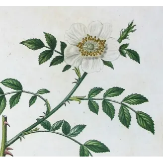 Antique Print by Pancrace Bessa – Dog Rose & Hedge Rose (Rosa canina & Rosa sepium)