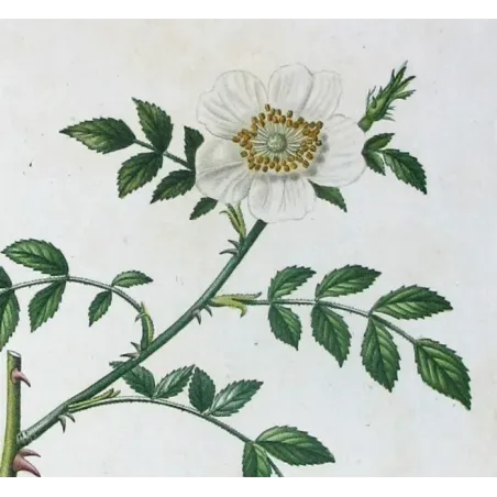 Antique Print by Pancrace Bessa – Dog Rose & Hedge Rose (Rosa canina & Rosa sepium)