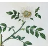 Dog Rose & Hedge Rose (*Rosa canina & Rosa sepium*)  Rosier des chiens & Rosier des haies, Original engraving by Pancrace Bessa