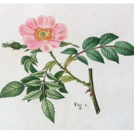 Antique Print by Pancrace Bessa – Dog Rose & Hedge Rose (Rosa canina & Rosa sepium)