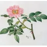 Dog Rose & Hedge Rose (*Rosa canina & Rosa sepium*)  Rosier des chiens & Rosier des haies, Original engraving by Pancrace Bessa