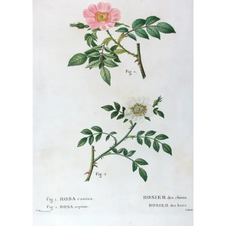 Antique Print by Pancrace Bessa – Dog Rose & Hedge Rose (Rosa canina & Rosa sepium)
