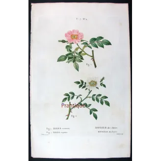 Antique Print by Pancrace Bessa – Dog Rose & Hedge Rose (Rosa canina & Rosa sepium)