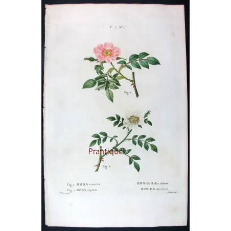 Antique Print by Pancrace Bessa – Dog Rose & Hedge Rose (Rosa canina & Rosa sepium)