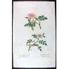 Dog Rose & Hedge Rose (*Rosa canina & Rosa sepium*)  Rosier des chiens & Rosier des haies, Original engraving by Pancrace Bessa