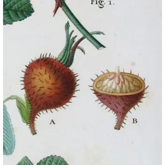 Antique Print by Pancrace Bessa – Velvet Rose & Pompon Centifolia (Rosa villosa)