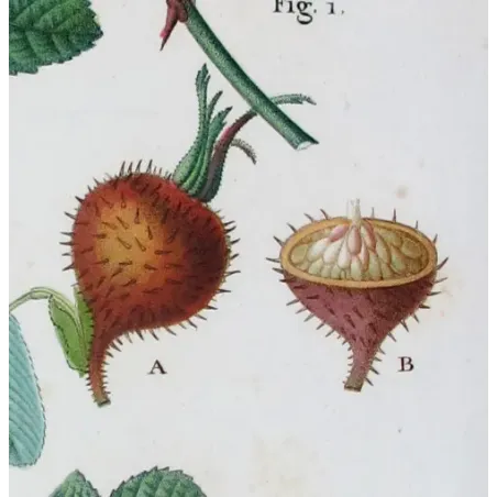 Antique Print by Pancrace Bessa – Velvet Rose & Pompon Centifolia (Rosa villosa)