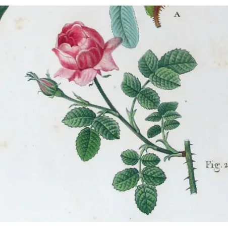 Antique Print by Pancrace Bessa – Velvet Rose & Pompon Centifolia (Rosa villosa)