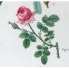 Velvet Rose & Pompon Centifolia (*Rosa villosa*) (*Rosa centifolia pomponia*) Rosier velu & Rosier à cent feuille by Bessa
