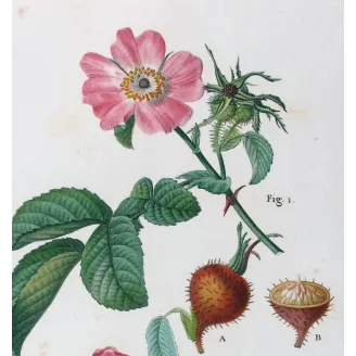 Antique Print by Pancrace Bessa – Velvet Rose & Pompon Centifolia (Rosa villosa)